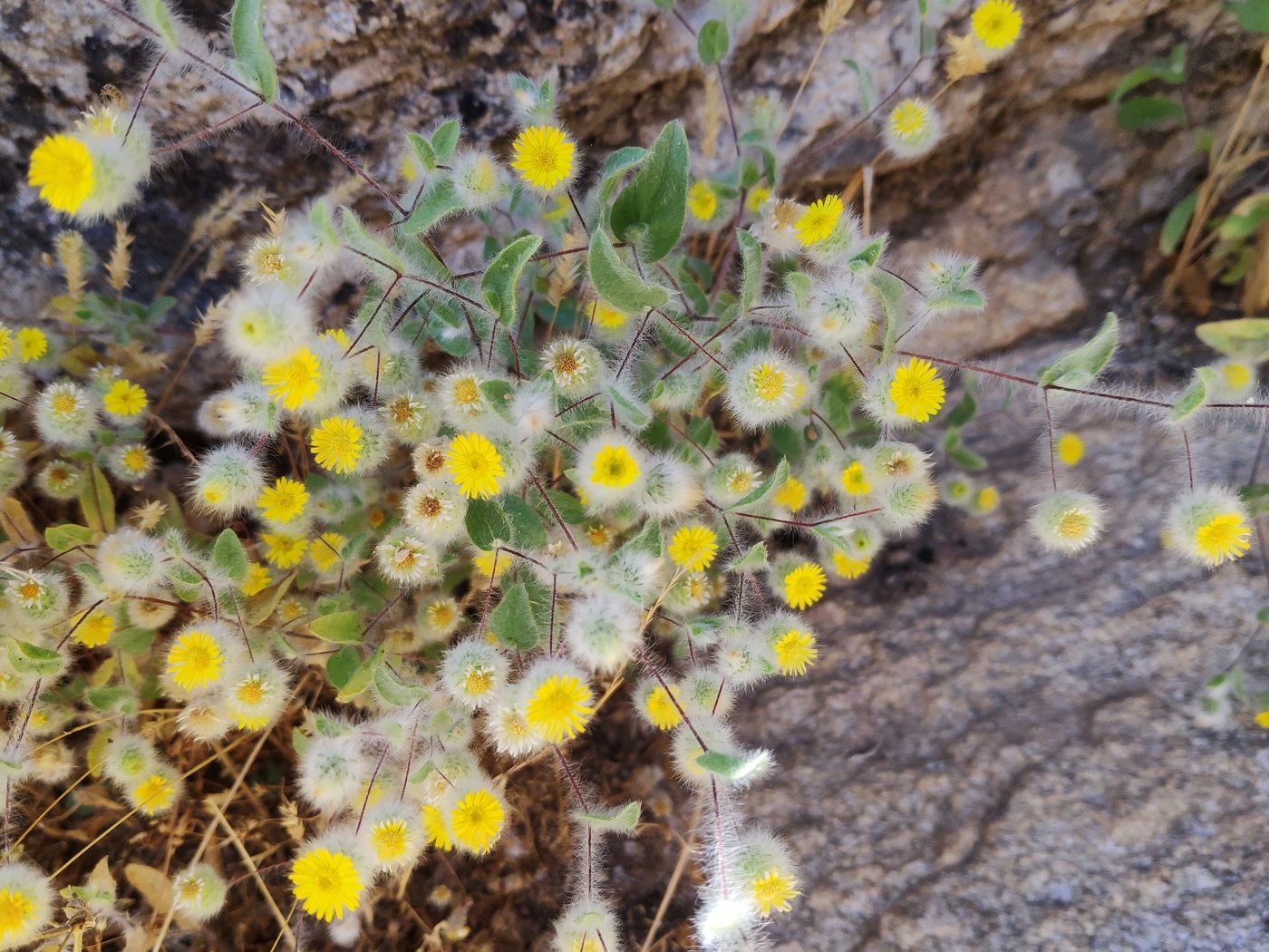 Изображение особи Pentanema divaricatum.