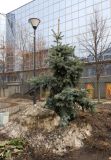 Picea pungens форма glauca. Молодое растение. Санкт-Петербург, Выборгский р-н, М. Сампсониевский проспект, в культуре. 13.03.2024.