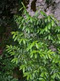Lauro-cerasus officinalis. Крона взрослого дерева. Грузия, Имеретия, каньон Окаце, у подножия скалы. 15.06.2023.