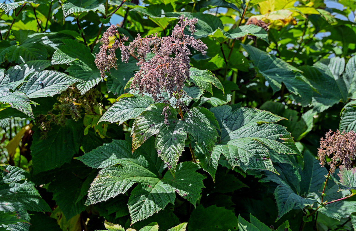 Изображение особи Filipendula camtschatica.
