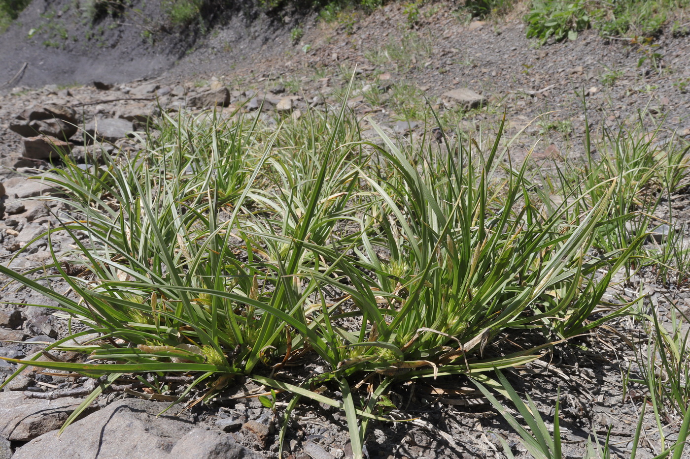 Image of Carex hordeistichos specimen.
