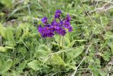 Primula amoena