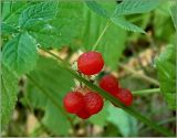 Rubus saxatilis