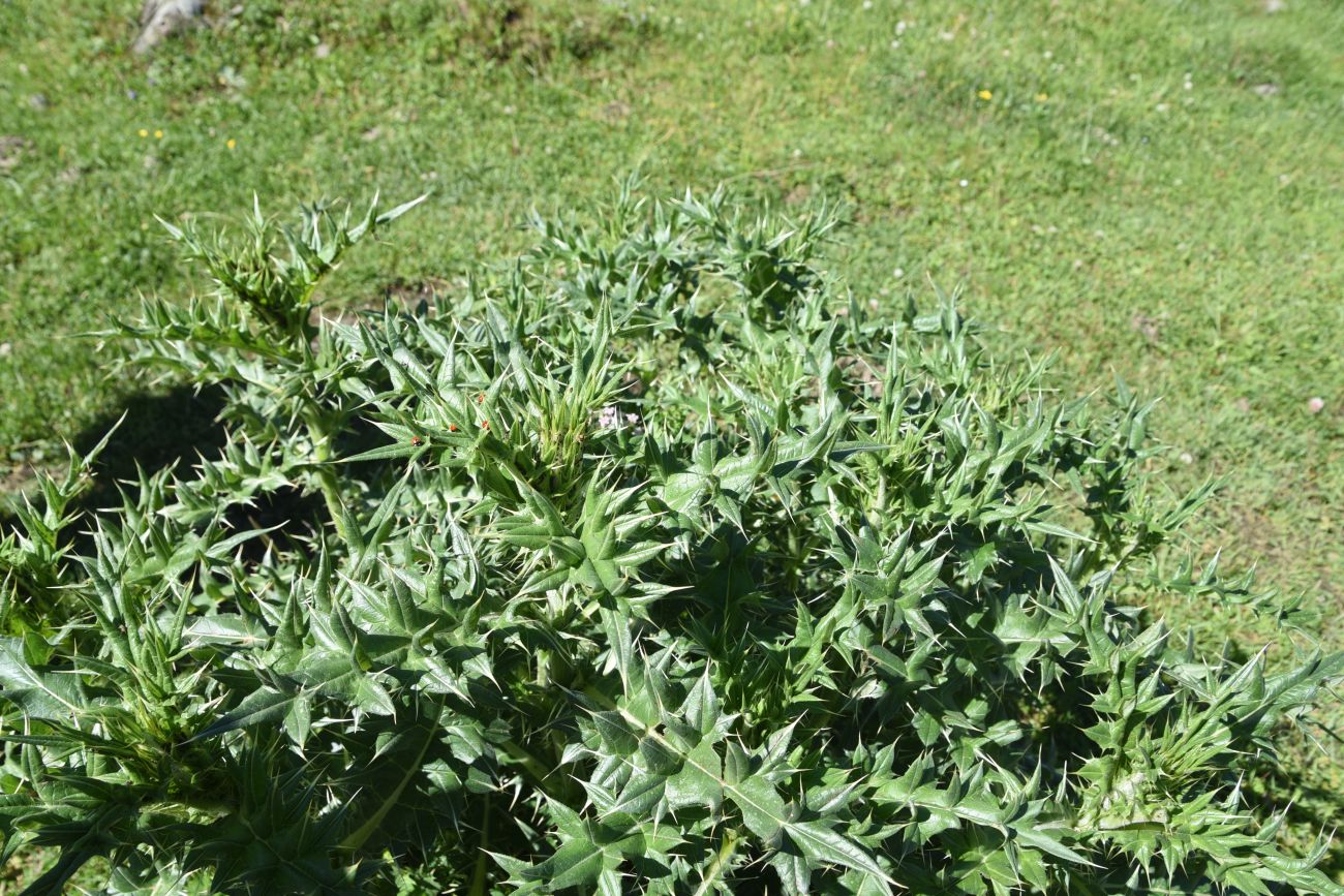 Image of genus Cirsium specimen.