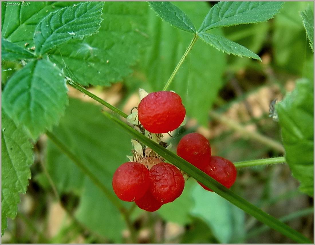 Изображение особи Rubus saxatilis.