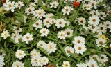 Zinnia elegans