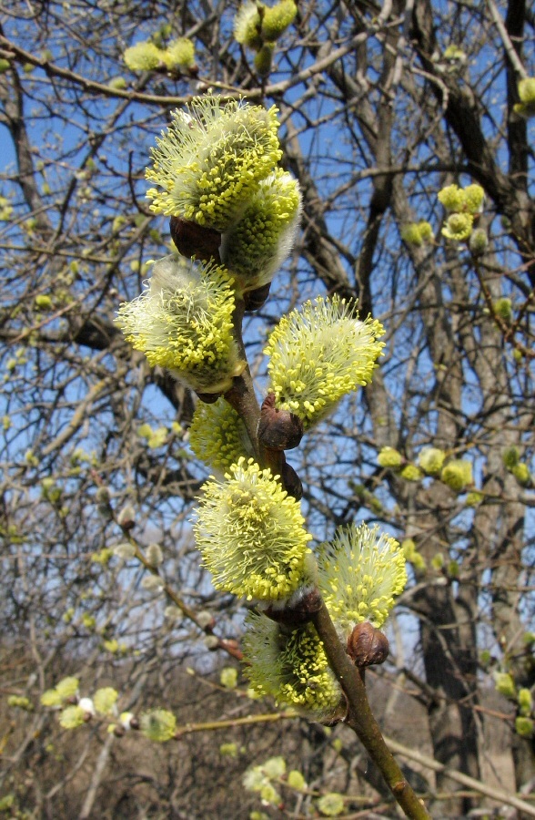 Image of Salix caprea specimen.