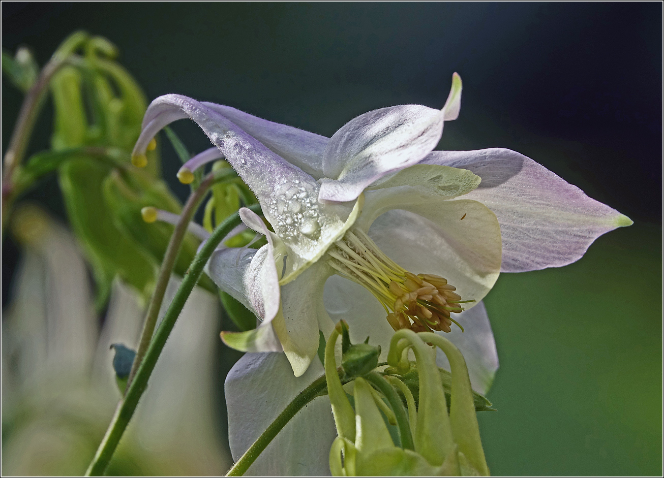 Image of Aquilegia vulgaris specimen.