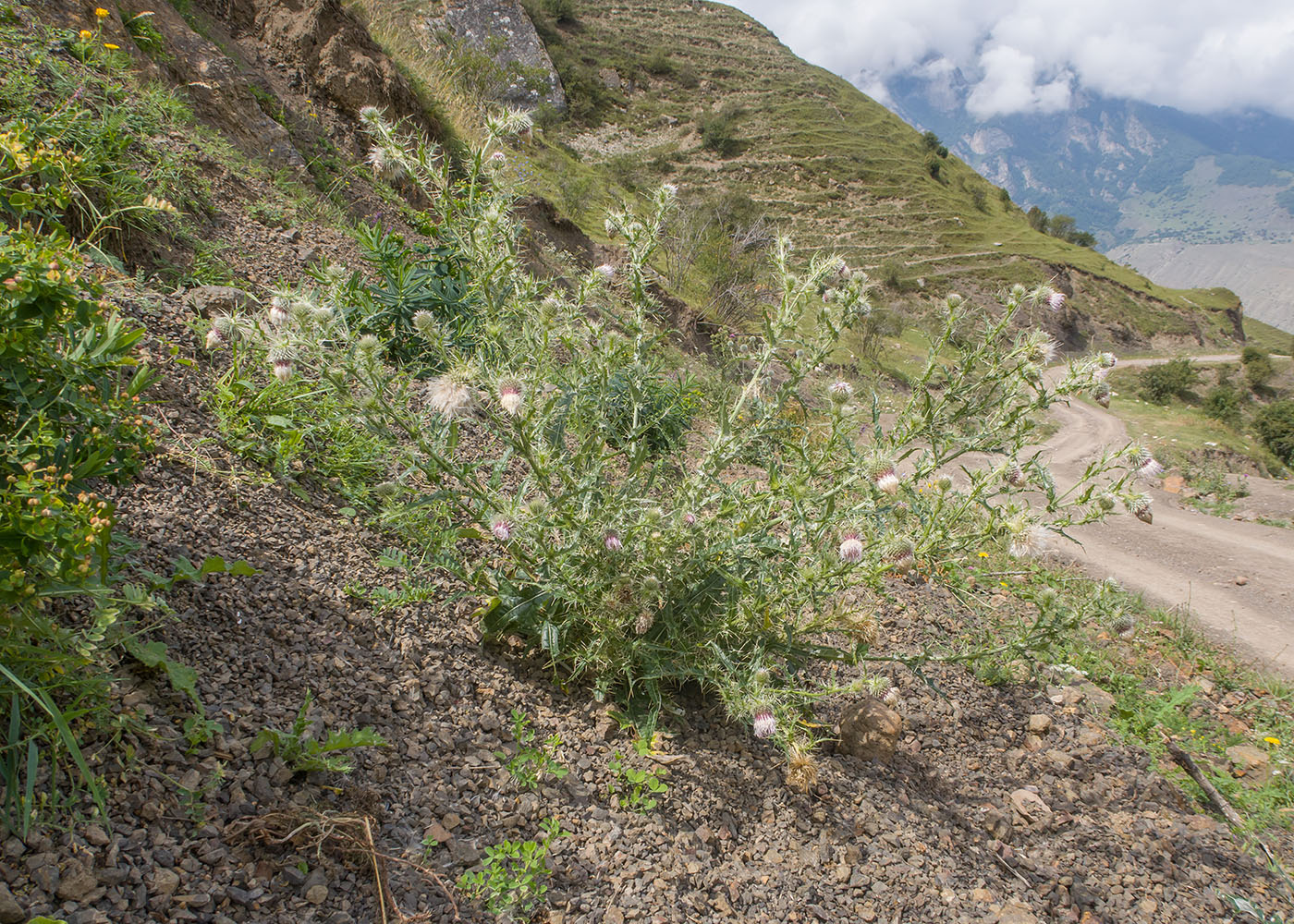 Image of Cirsium echinus specimen.