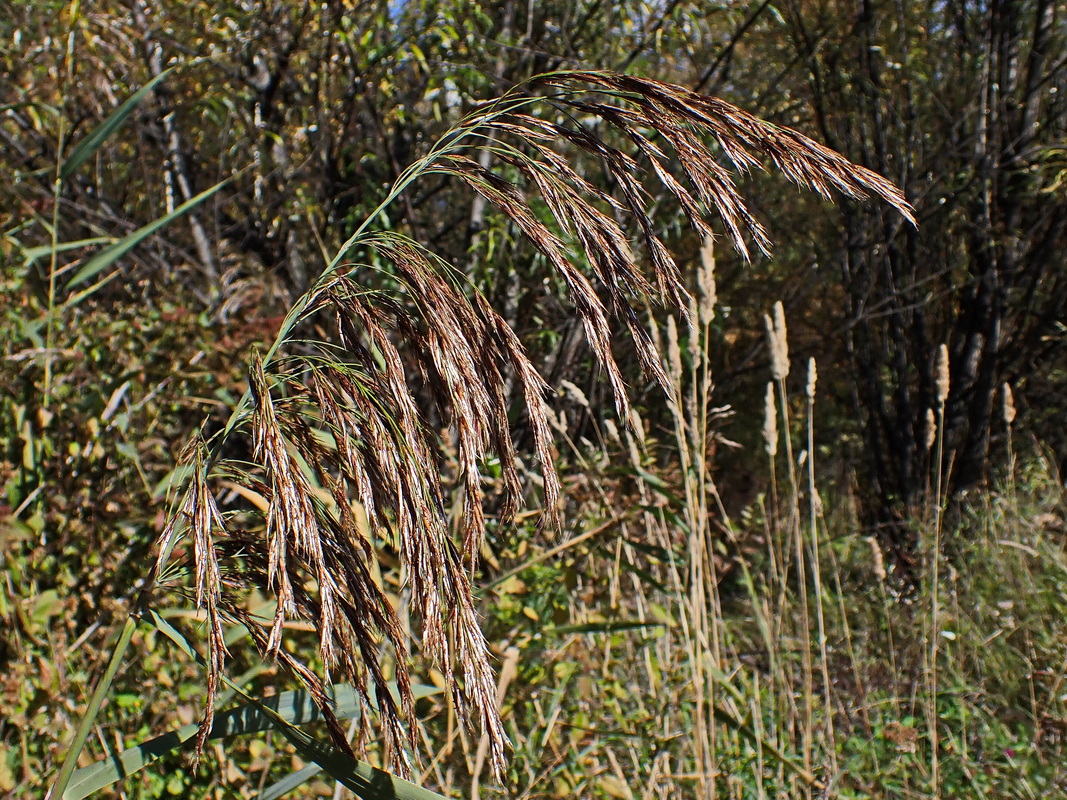 Изображение особи Phragmites australis.