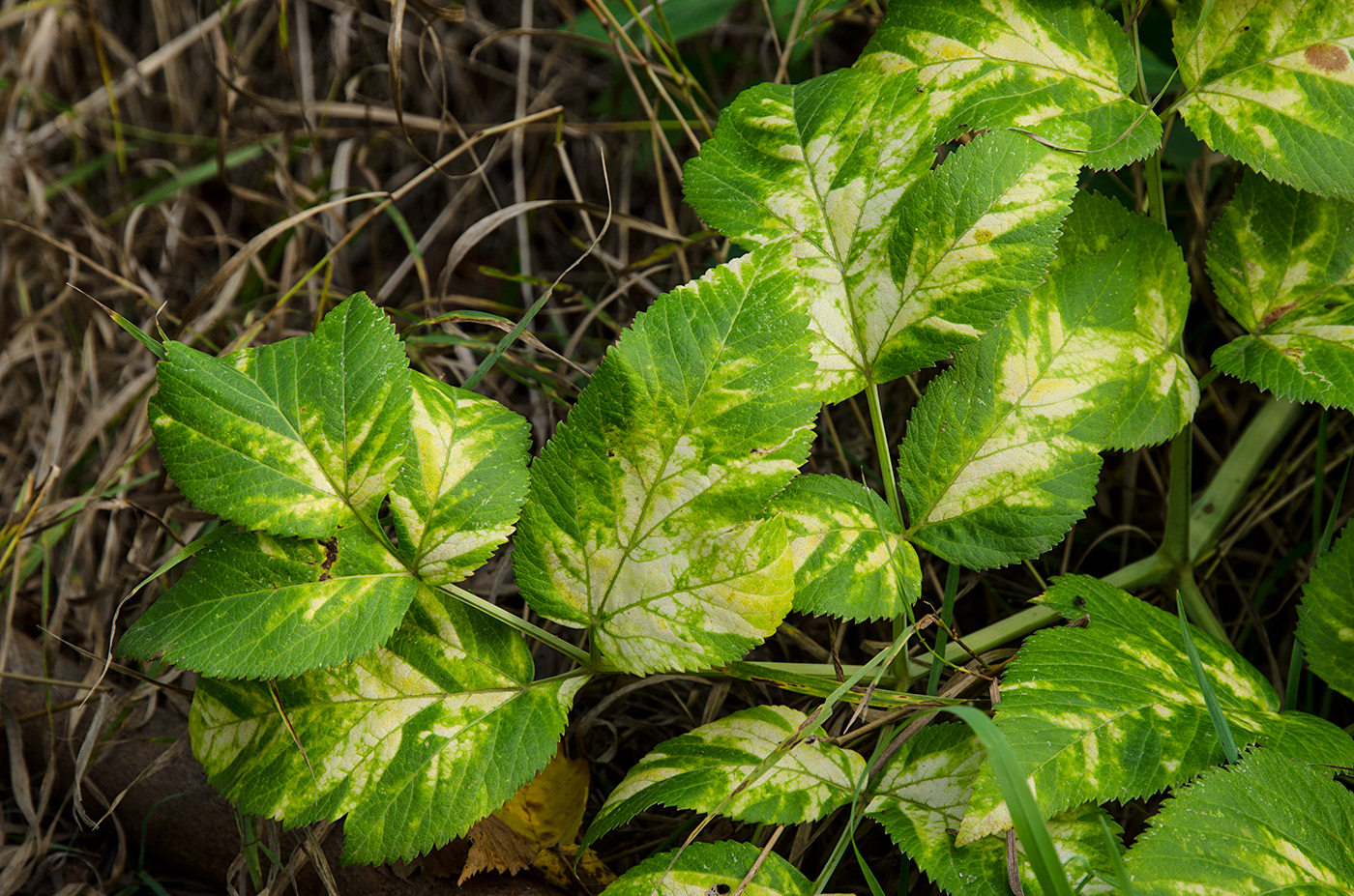 Image of Archangelica officinalis specimen.
