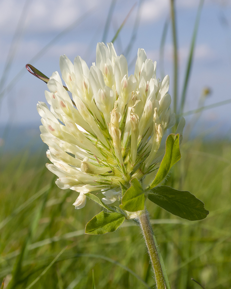 Image of Trifolium canescens specimen.