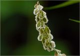 Fallopia dumetorum