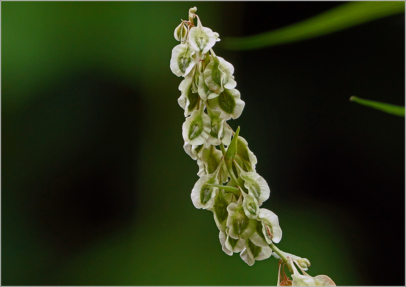 Image of Fallopia dumetorum specimen.