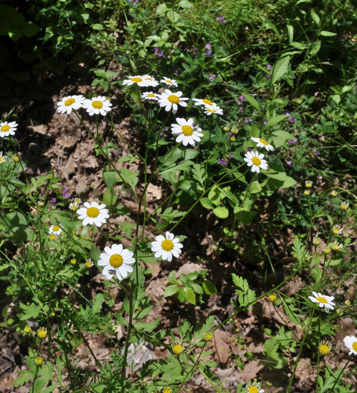 Изображение особи Pyrethrum parthenifolium.