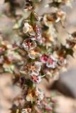 семейство Chenopodiaceae