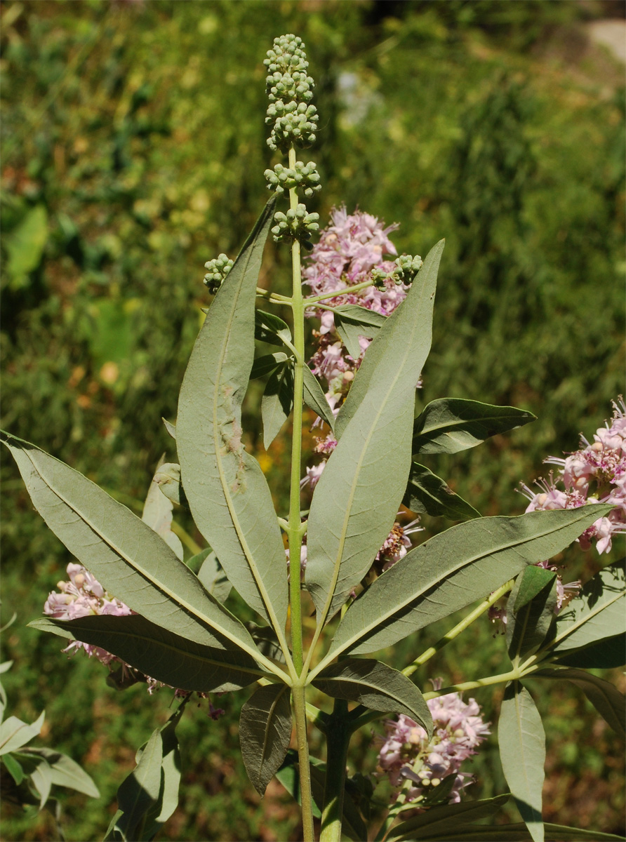Image of Vitex agnus-castus specimen.
