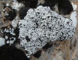 Toninia candida