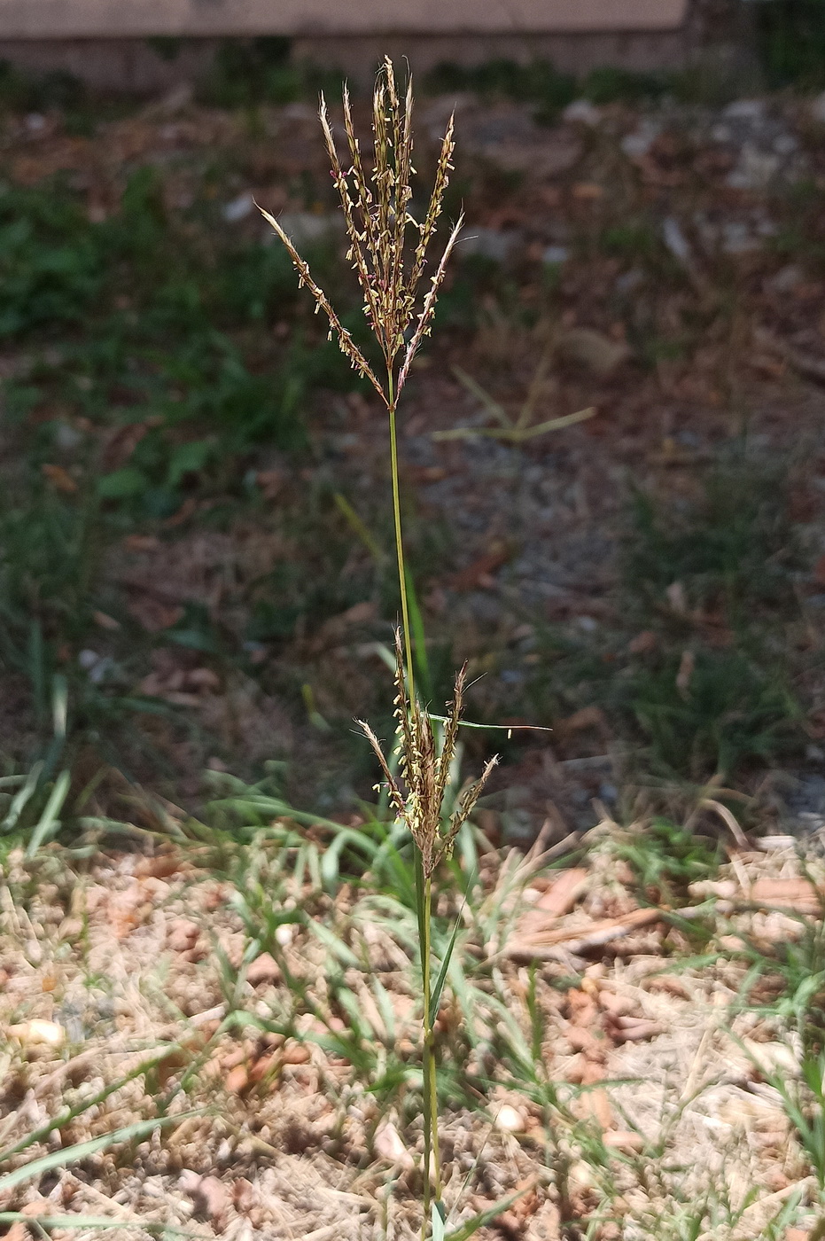 Image of Bothriochloa ischaemum specimen.