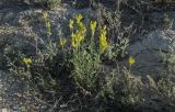 род Linaria