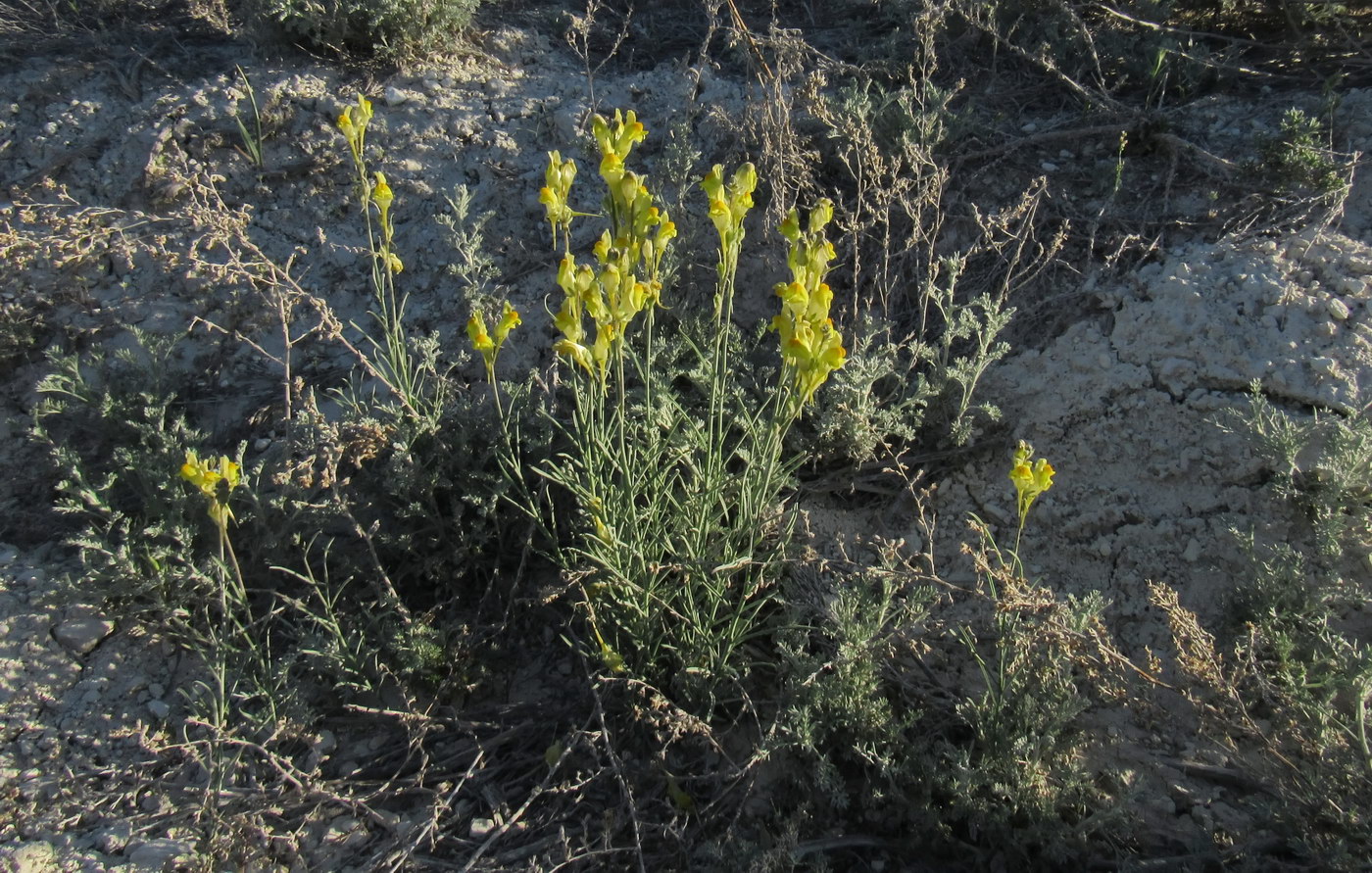 Image of genus Linaria specimen.
