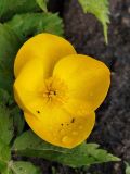 Hylomecon vernalis