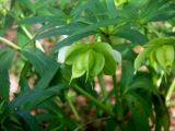 Helleborus viridis