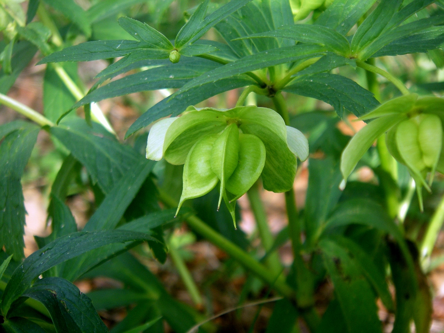 Image of Helleborus viridis specimen.