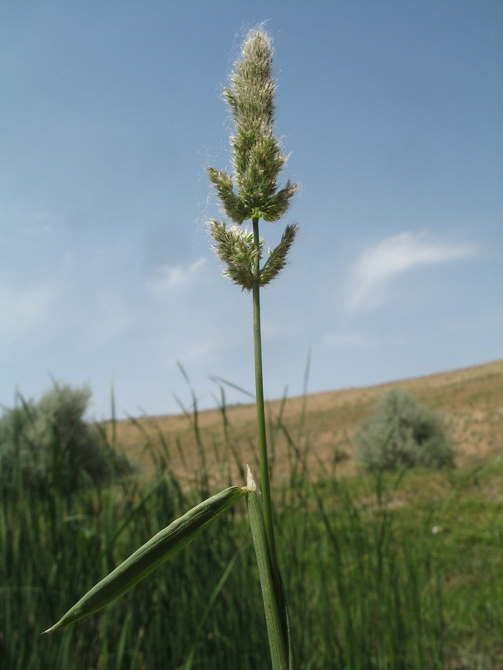 Изображение особи Polypogon fugax.