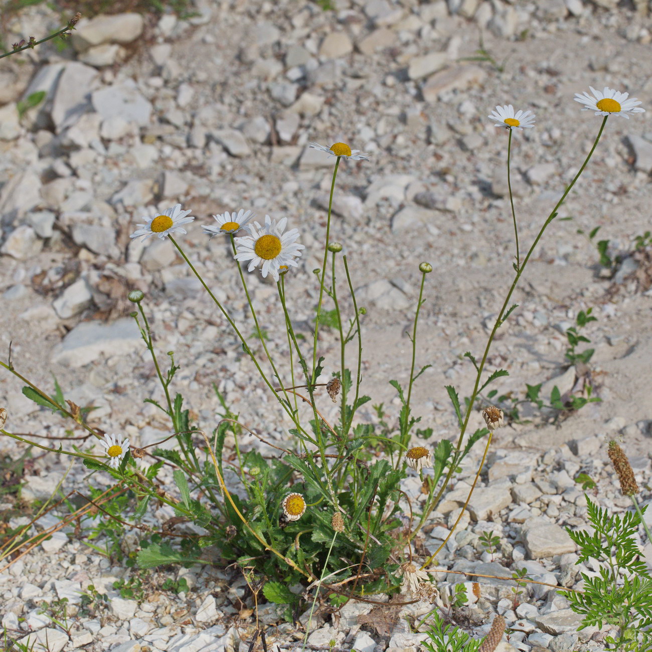 Изображение особи Leucanthemum vulgare.