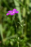 Geranium palustre. Верхушка побега с соцветием. Ленинградская обл., Ломоносовский р-н, окр. дер. Низино, разнотравный луг. 15.07.2025.