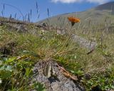 Taraxacum porphyranthum