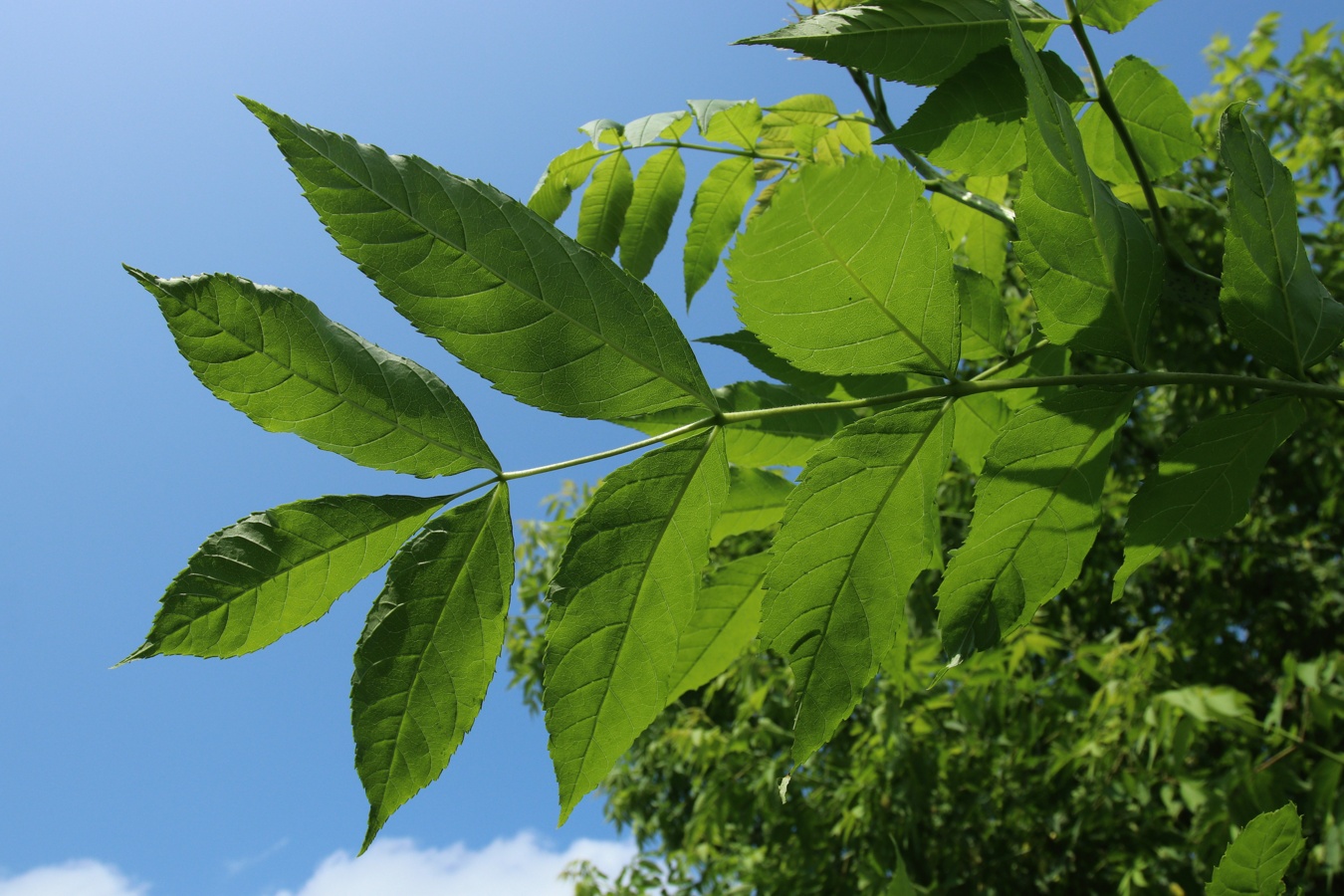 Image of Fraxinus excelsior specimen.
