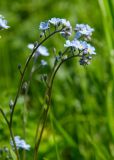 род Myosotis. Часть соцветия. Башкортостан, Кугарчинский р-н, окр. дер. Мурадымово, природный парк \"Мурадымовское ущелье\", разнотравный луг. 30 мая 2024 г.