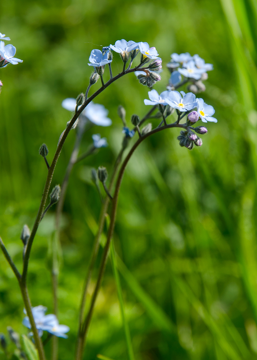 Изображение особи род Myosotis.