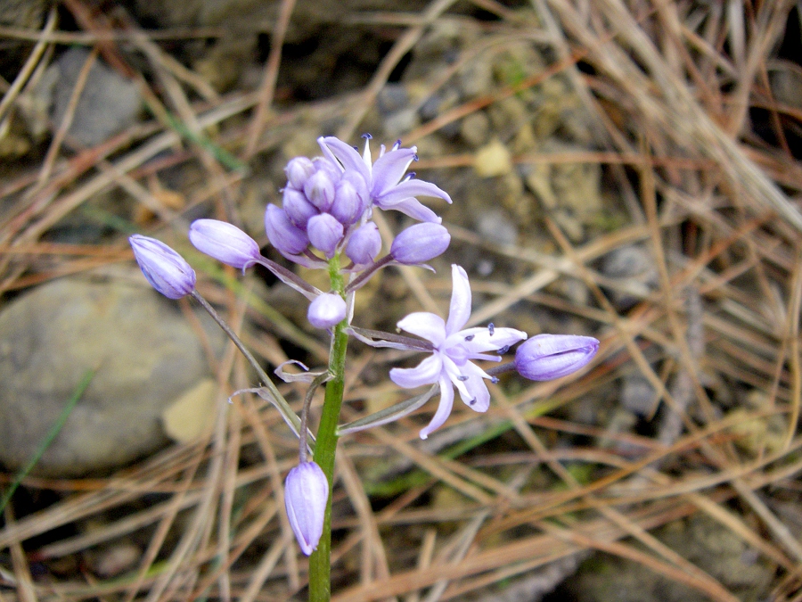 Изображение особи Scilla lilio-hyacinthus.