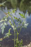 Thyselium palustre