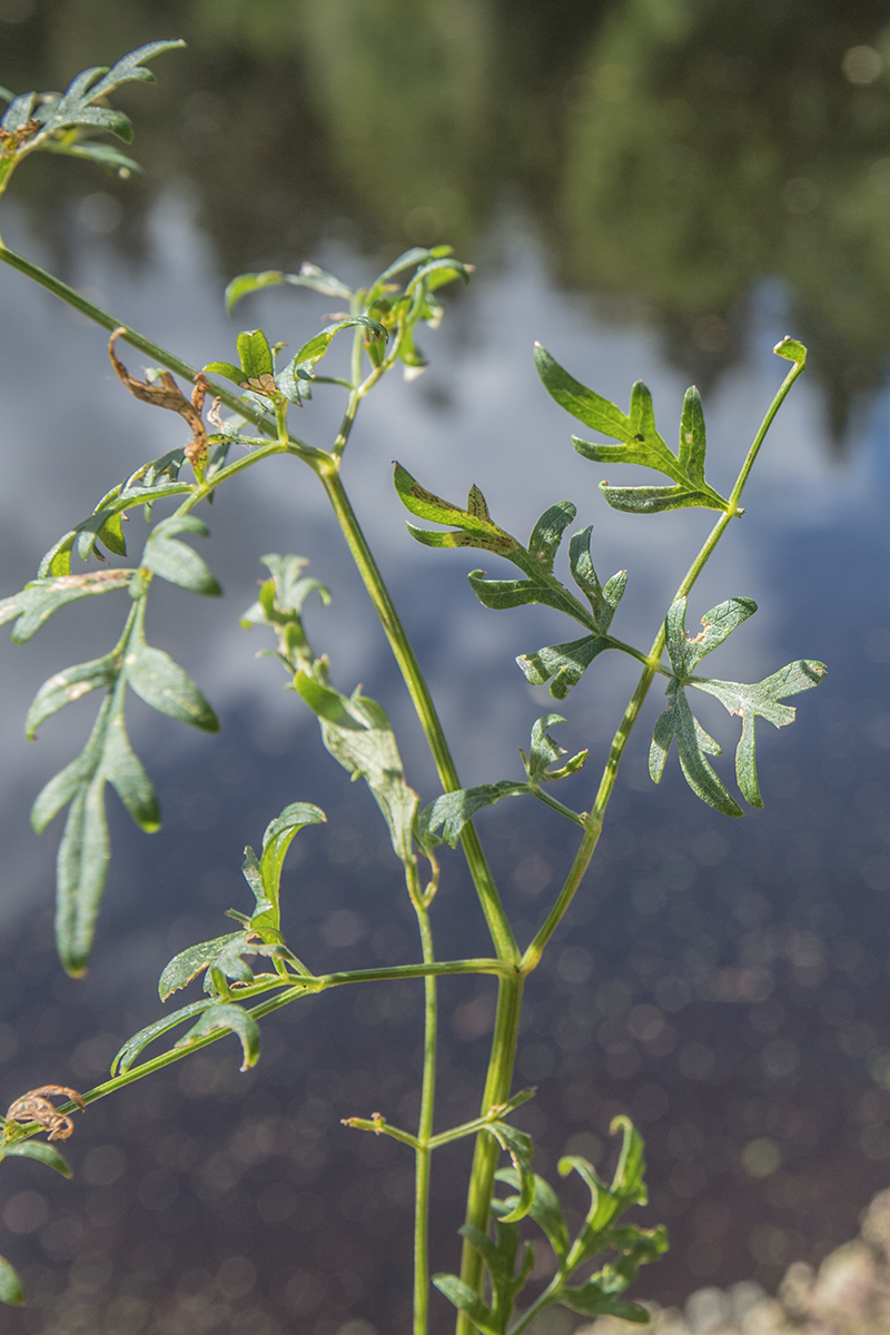 Image of Thyselium palustre specimen.