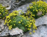genus Draba