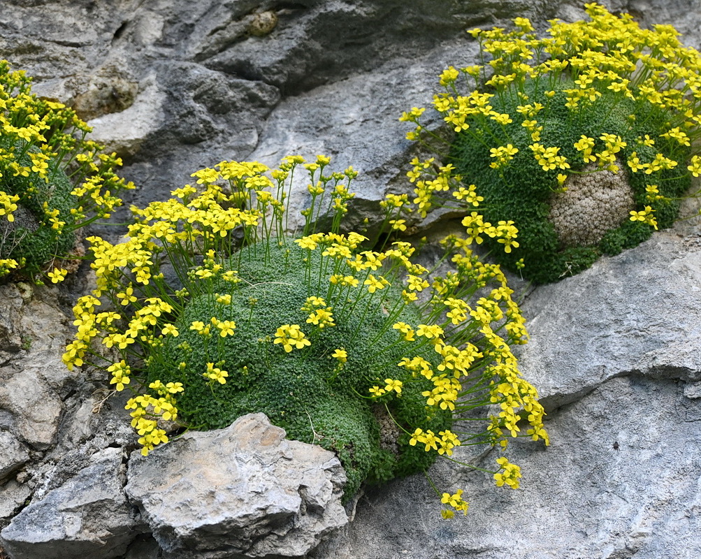 Image of genus Draba specimen.
