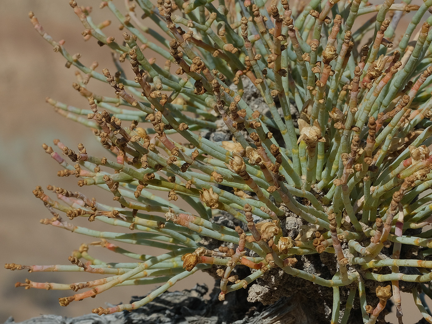Image of Anabasis truncata specimen.
