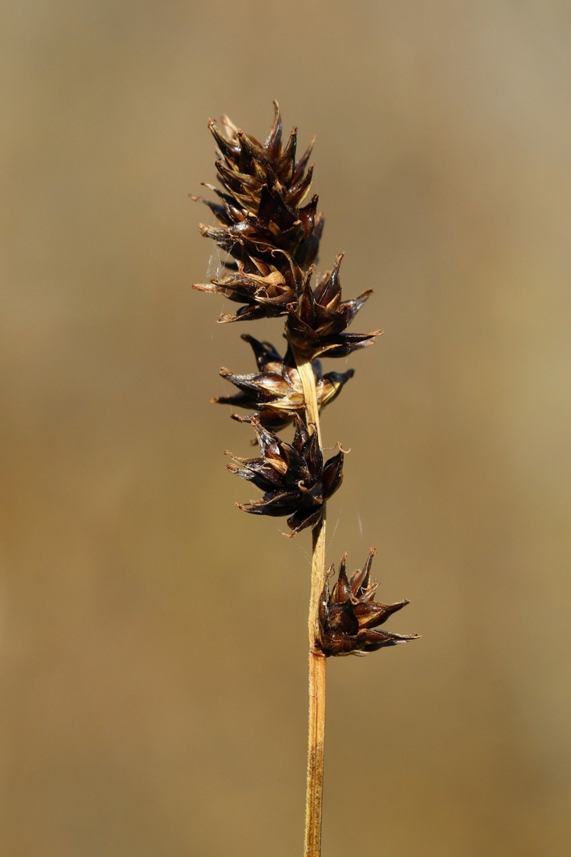 Изображение особи Carex spicata.