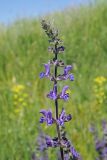 Salvia stepposa. Верхняя часть соцветия. Ульяновская обл., Мелекесский р-н, окр. с. Вишенка, дол. р. Бирля, участок ковыльно-разнотравной степи на склоне. 31.05.2524.