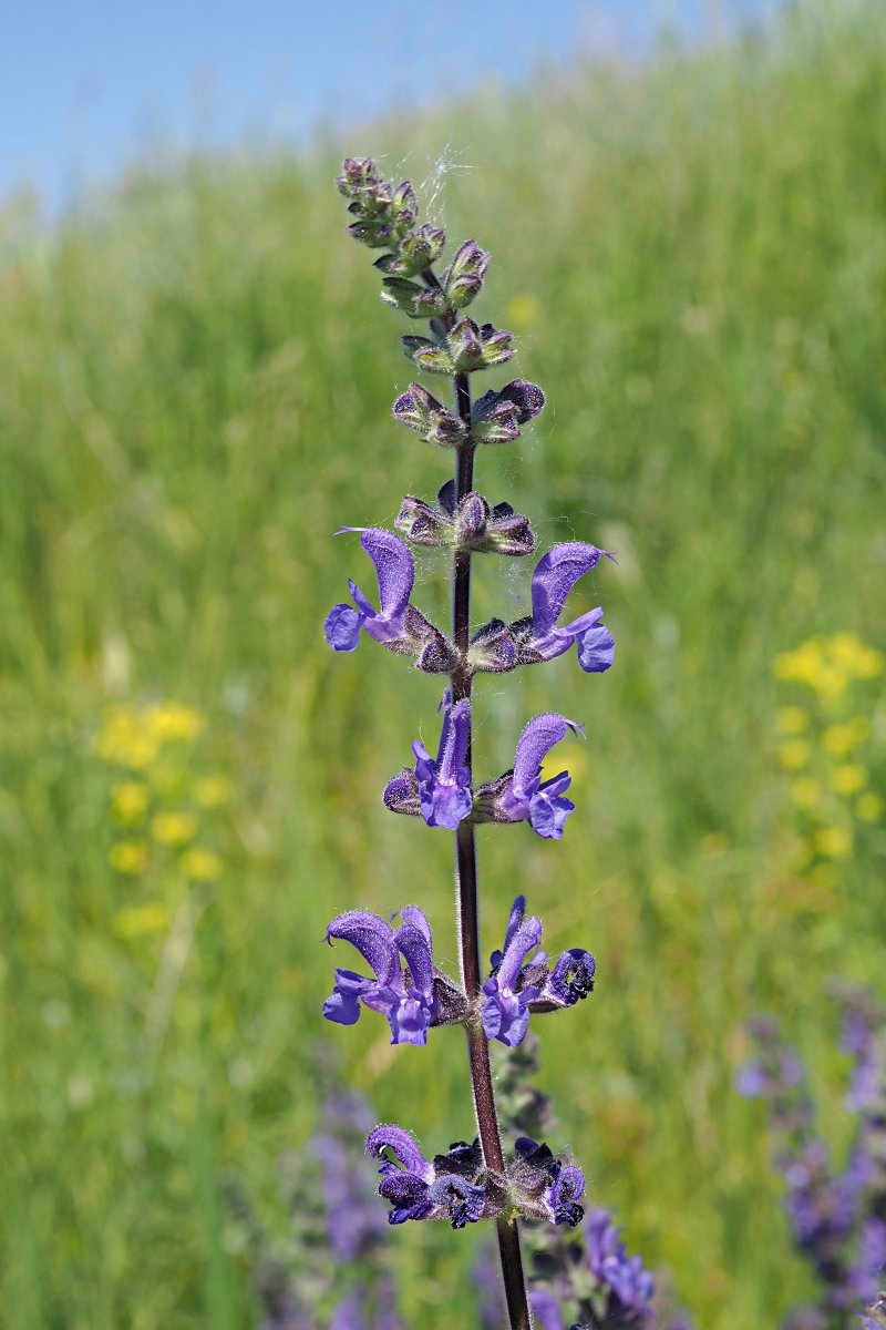 Image of Salvia stepposa specimen.