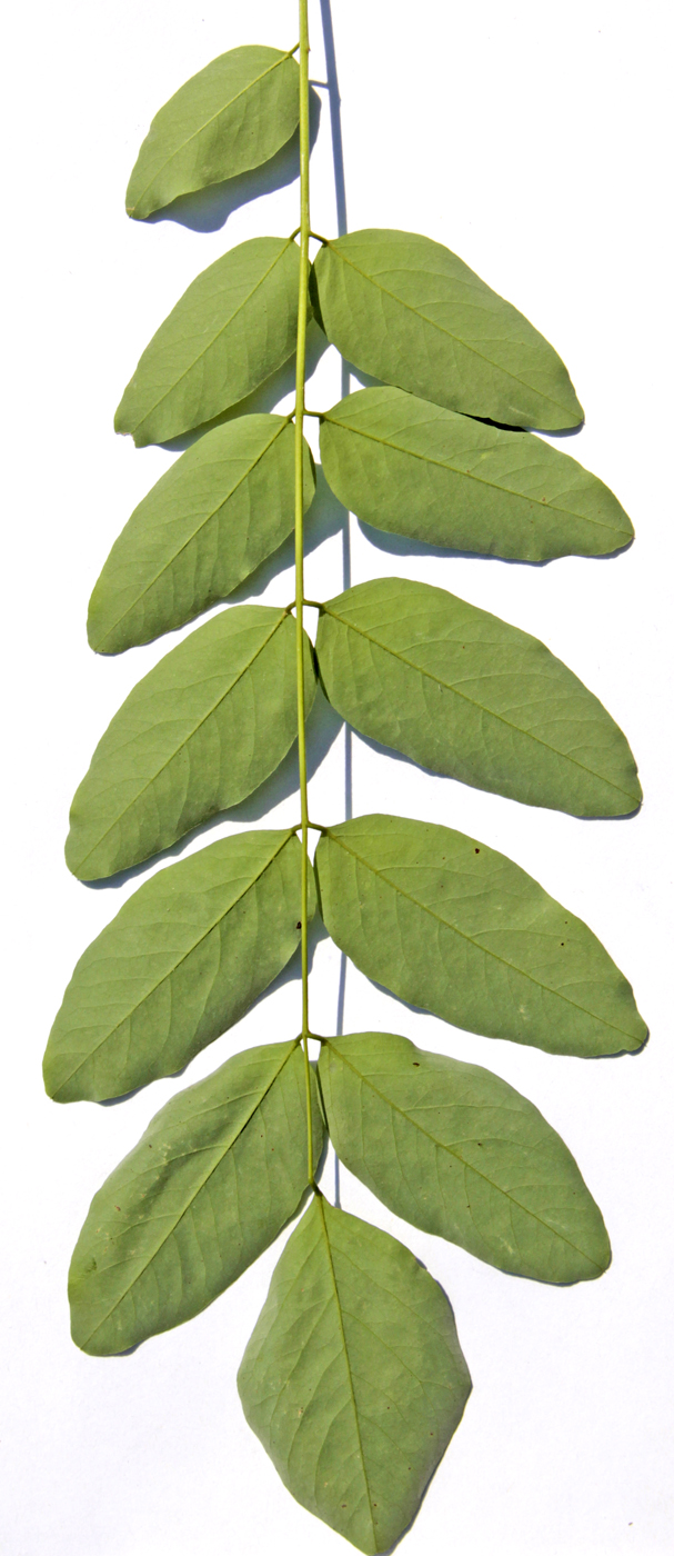 Изображение особи Robinia pseudoacacia.