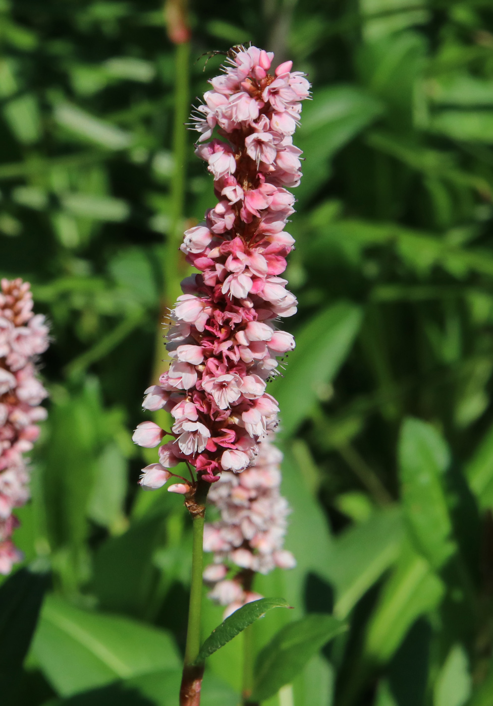 Image of Bistorta affinis specimen.