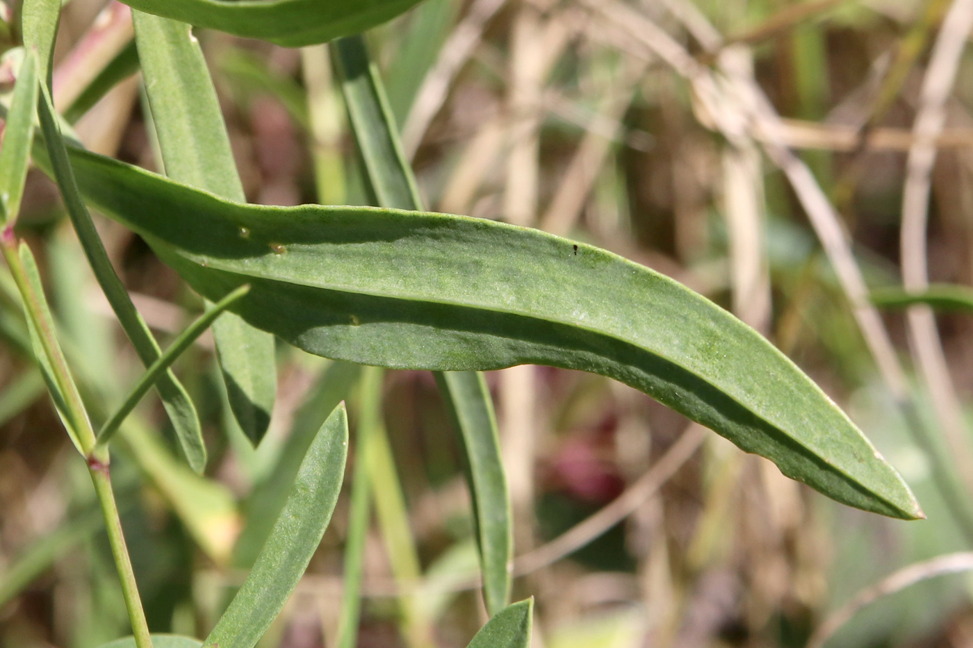 Image of Gypsophila altissima specimen.