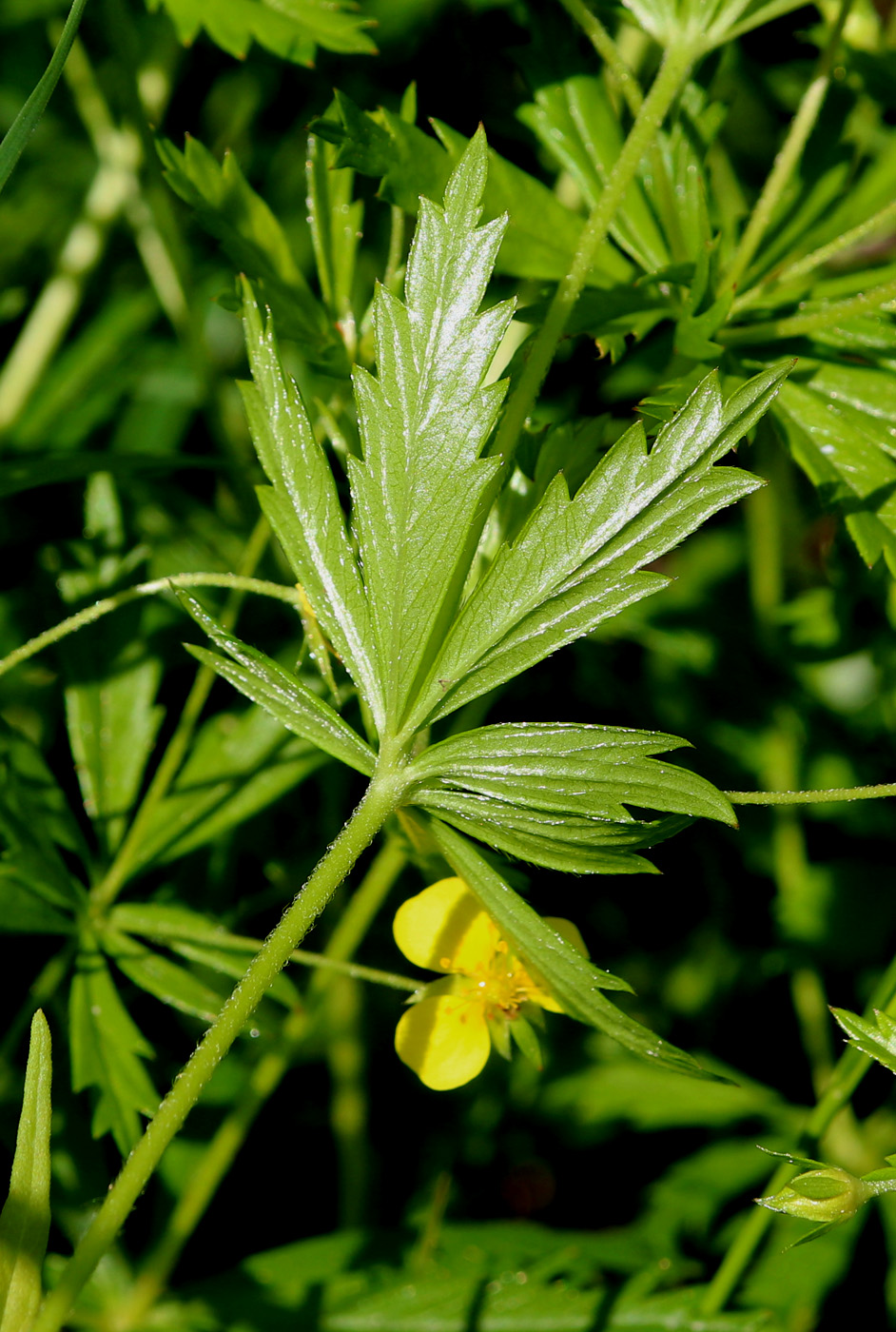 Image of Potentilla erecta specimen.