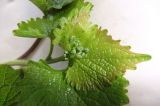 Alliaria petiolata