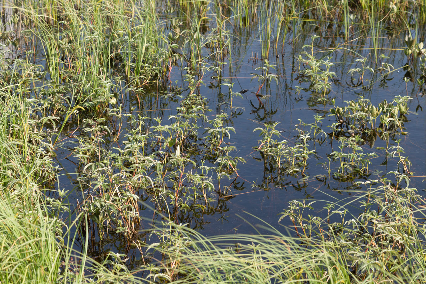 Image of Comarum palustre specimen.